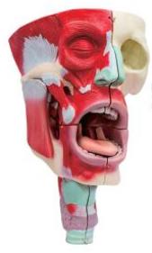 鼻、口、咽喉腔分解模型